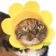 Cat Cap Flower Blind Box Random Style Hot on Sale