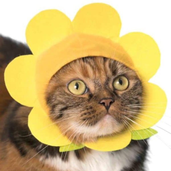 Cat Cap Flower Blind Box Random Style Hot on Sale