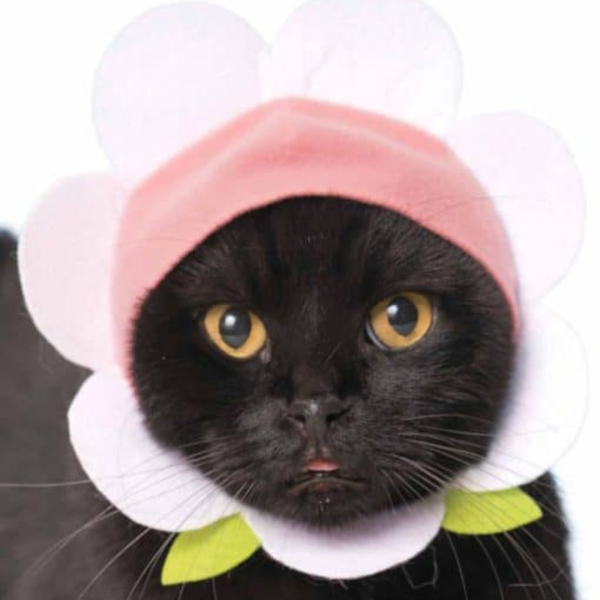 Cat Cap Flower Blind Box Random Style Hot on Sale