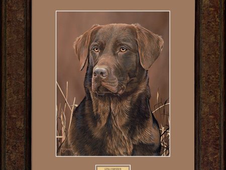 Loyal Companion—Chocolate Lab - Paper Print For Sale