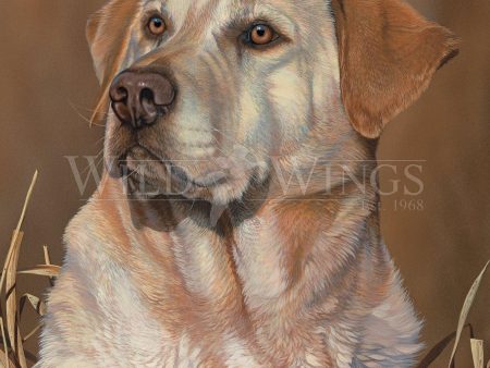 Loyal Companion—Yellow Lab - Signed Print For Discount