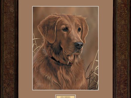 Loyal Companion—Golden Retriever - Paper Print For Sale