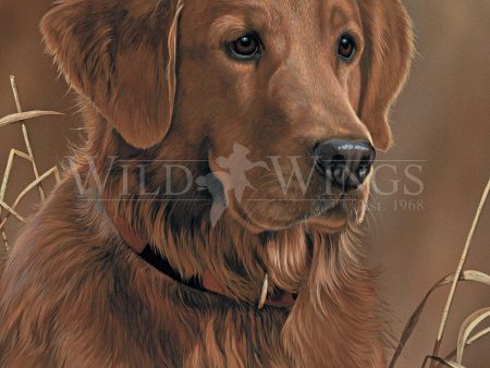 Loyal Companion—Golden Retriever - Signed Print Online Hot Sale