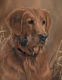 Loyal Companion—Golden Retriever - Signed Print Online Hot Sale