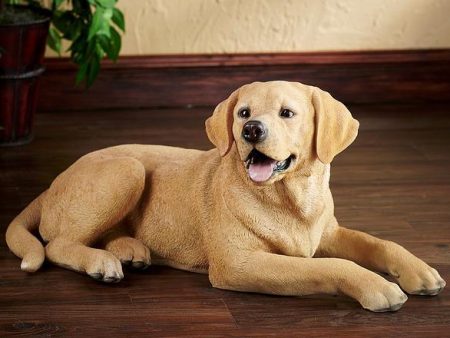 Yellow Lab Lying Down For Cheap