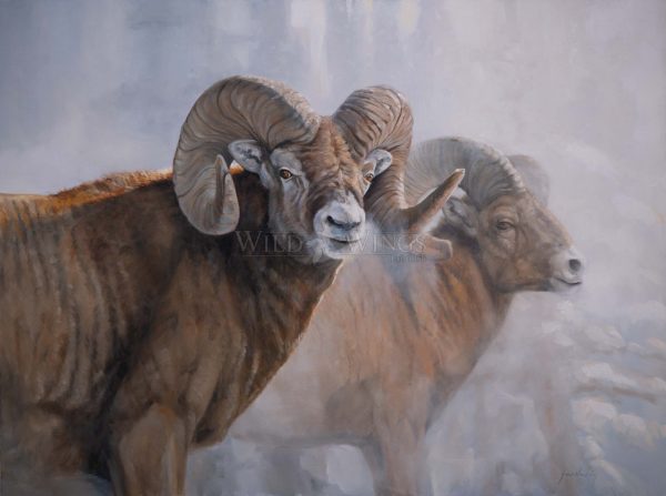 Bighorns in the Mist - Master Artisan Canvas Online now