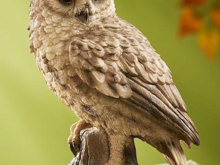 Screech Owl Online Sale