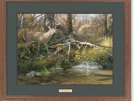 When Seasons Change-Whitetail Deer - GNA Premium Print Online Sale