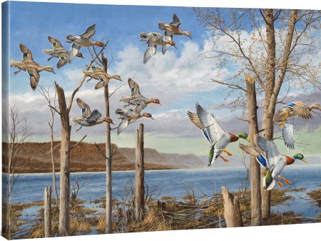 Wild Wings on the Upper Mississippi - 24  x 36  Gallery Wrapped Canvas Hot on Sale