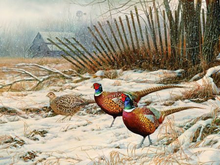 Windbreak Refuge-Pheasants - 16  x 24  Limited Edition Paper Fashion