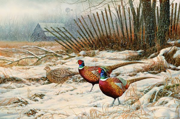 Windbreak Refuge-Pheasants - 16  x 24  Limited Edition Paper Fashion