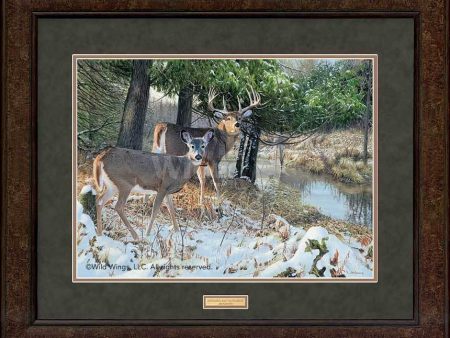 Bottomland Monarch - Whitetail Deer - GNA Premium Print For Sale