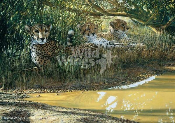 Beating the Heat—Cheetahs - Limited Edition Paper Online Hot Sale