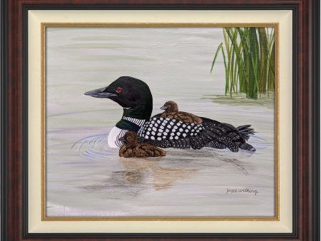 Loon with Baby on Back Swimming - Master Artisan Canvas Cheap