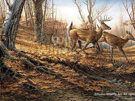 Autumn Run - Whitetail Deer - Encore Print on Sale