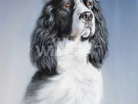 Portrait—Black & White Springer - Paper Print Cheap