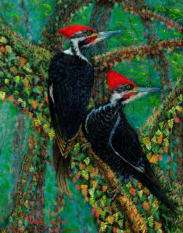 Woodpeckers in the Mist - Art Prints For Sale