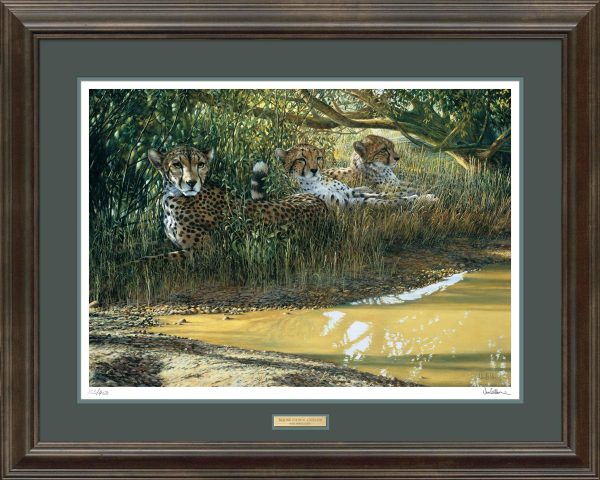 Beating the Heat—Cheetahs - Limited Edition Paper Online Hot Sale