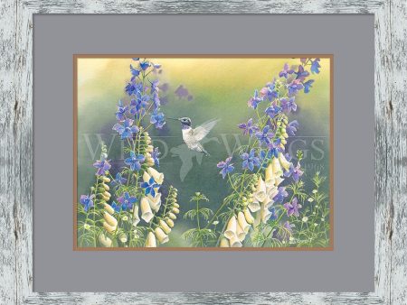 Black Chinned Hummingbird with Foxglove & Delphinium - Paper Print Discount